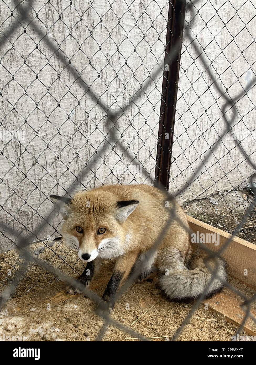 Ein Fuchs in einem Käfig. Ein Hausfuchs sitzt in einem Gehege im Freien. Stockfoto