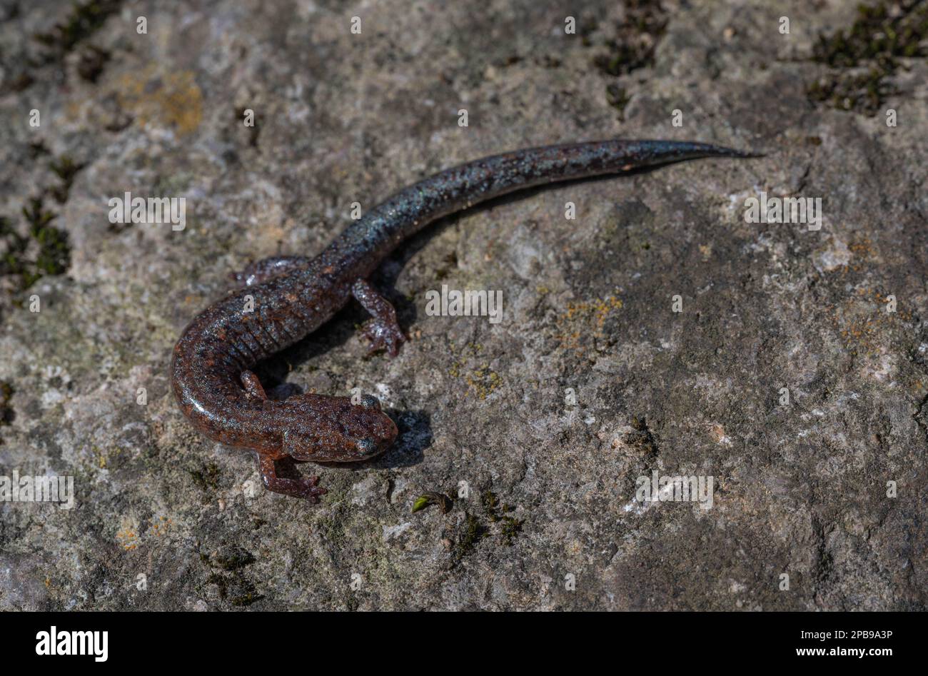 Northern Zigzag Salamander (Plethodon dorsalis), Lead Phase, aus Jefferson County, Indiana, USA. Stockfoto