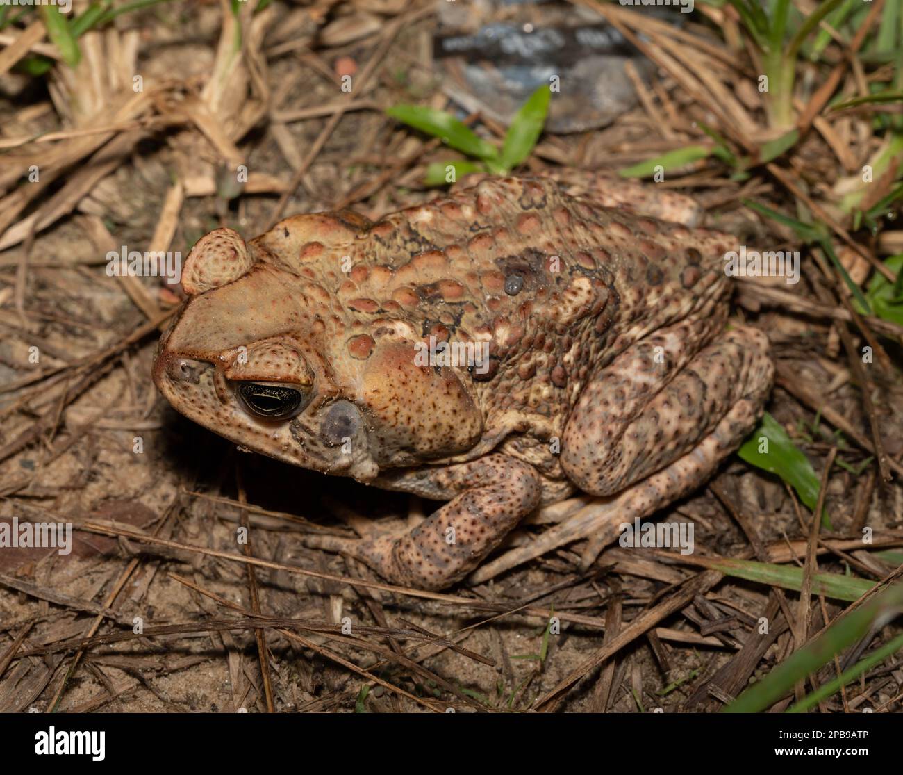 A Cane Toad (Rhinella Marina) aus der Region Loreto des peruanischen Amazonas. Stockfoto