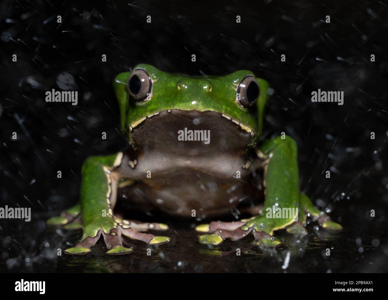 Ein erwachsener Riesenblätterfrosch (Phyllomedusa bicolor) aus der Provinz Loreto, Peru. Stockfoto