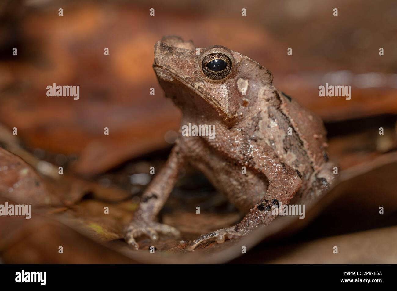 Südamerikanische Kröte (Rhinella margaritifera) aus der Region Loreto des peruanischen Amazonas. Stockfoto