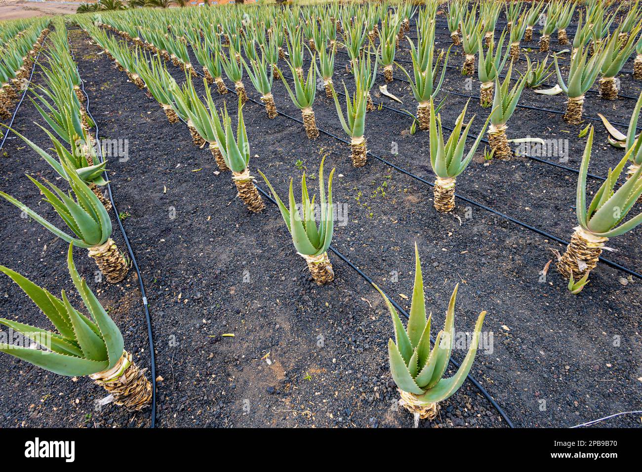 Anbau von Aloe Vera auf fruchtbarem vulkanischem Boden, Fuerteventura, Kanarische Inseln Stockfoto
