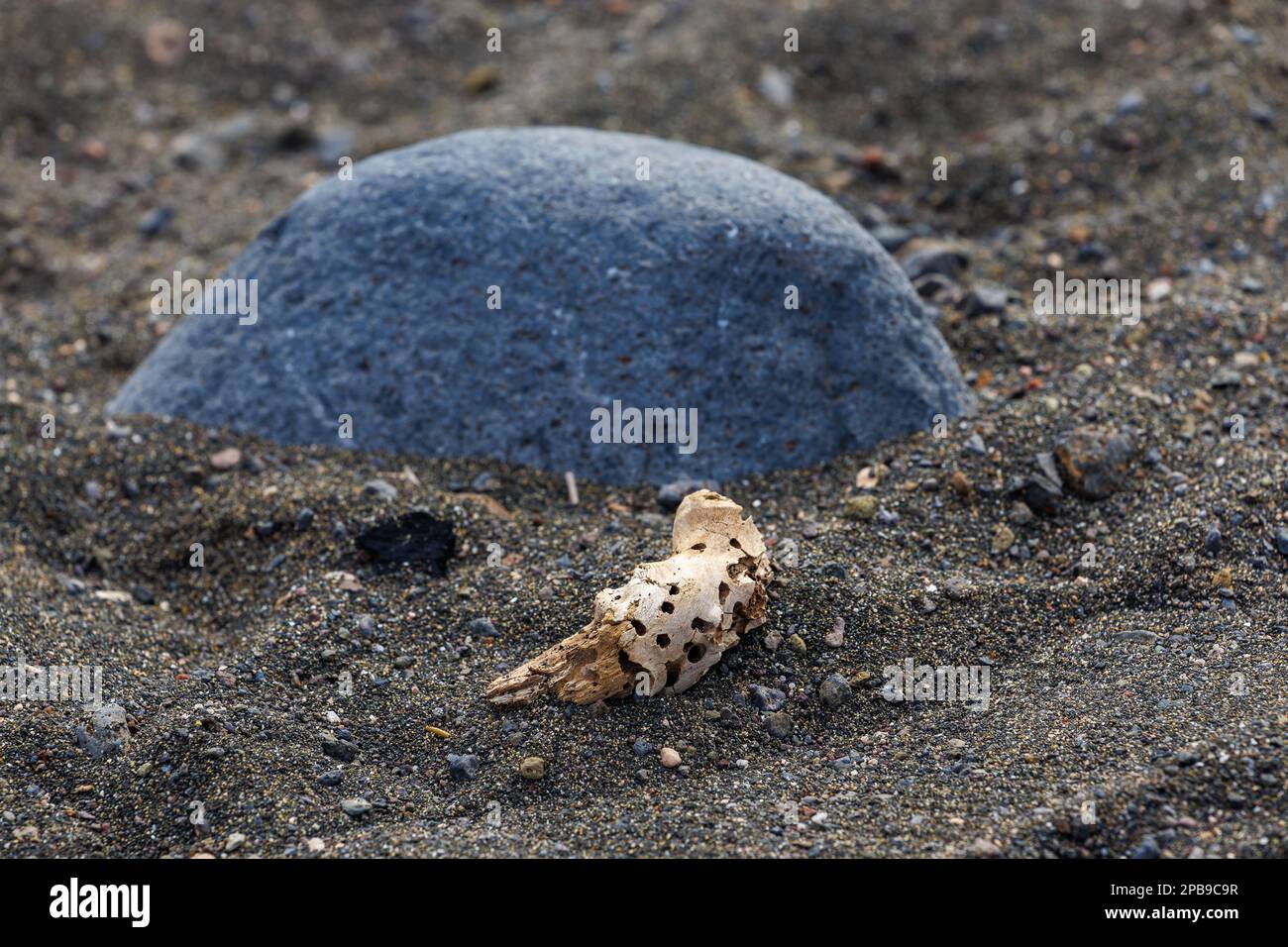 Stein am schwarzen Sandstrand an der vulkanischen Küste von Fuerteventura, Kanarische Insel Stockfoto