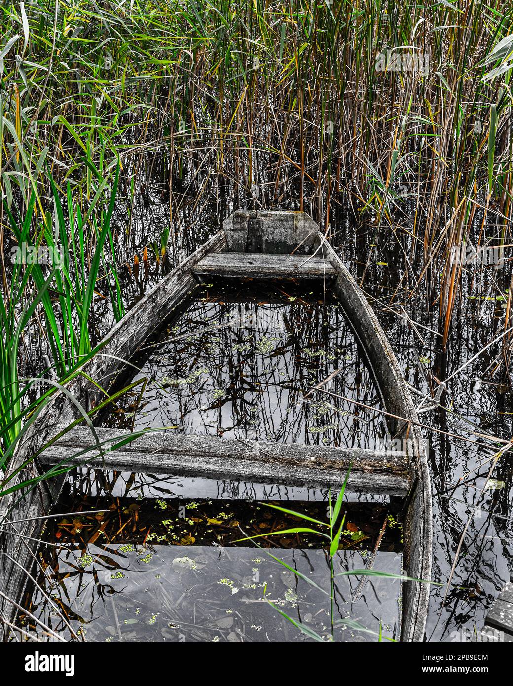 Ein versenktes Holzboot, ein Kanu im Wasser zwischen Einem versenkten Holzboot, ein Kanu im Wasser inmitten von Algen. Ein altes Segelboot. Ein altes Segelboot. Stockfoto