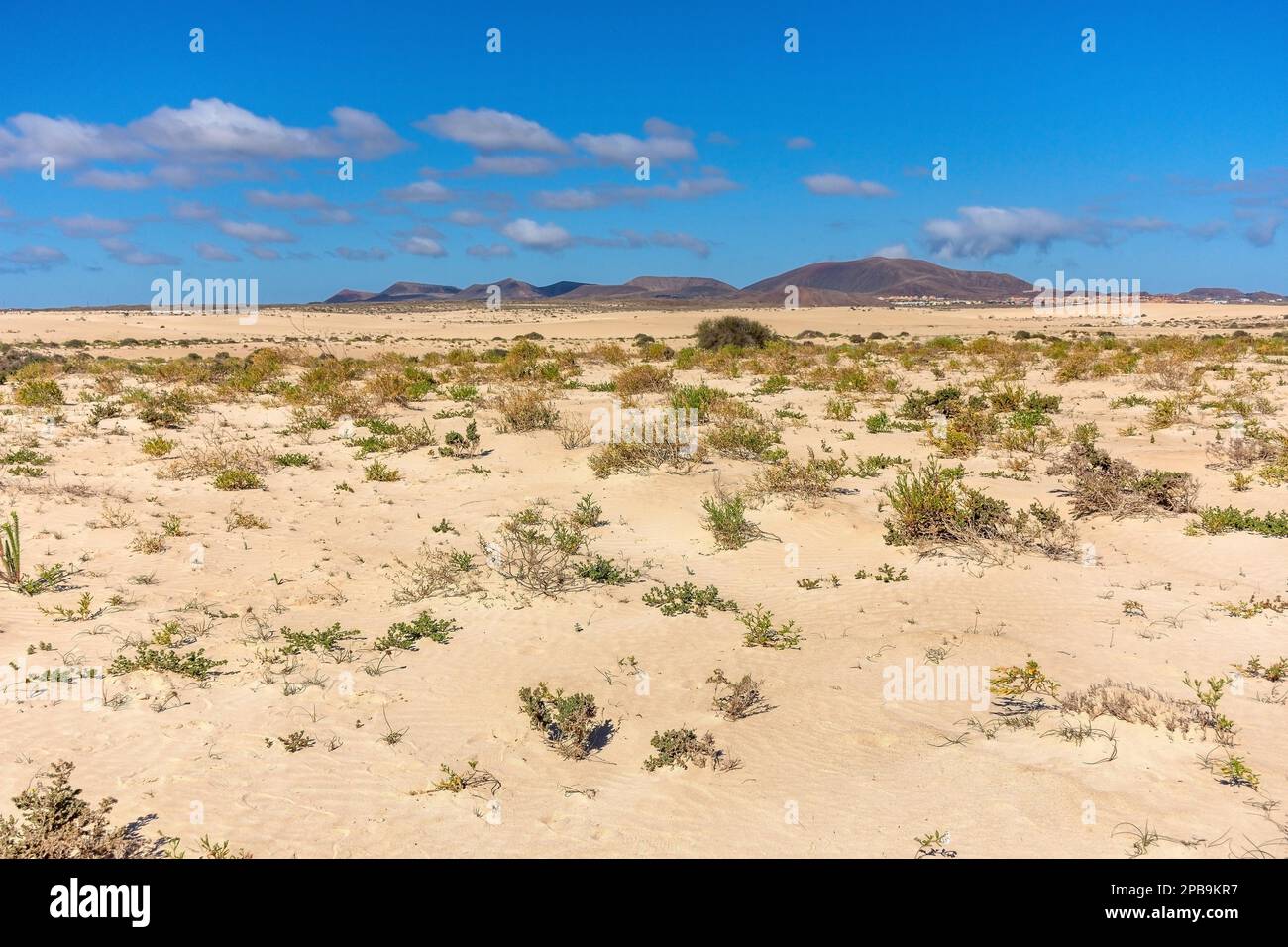 Sanddünen-Landschaft, Parque Natural de Corralejo, Fuerteventura, Kanarische Inseln, Königreich Spanien Stockfoto