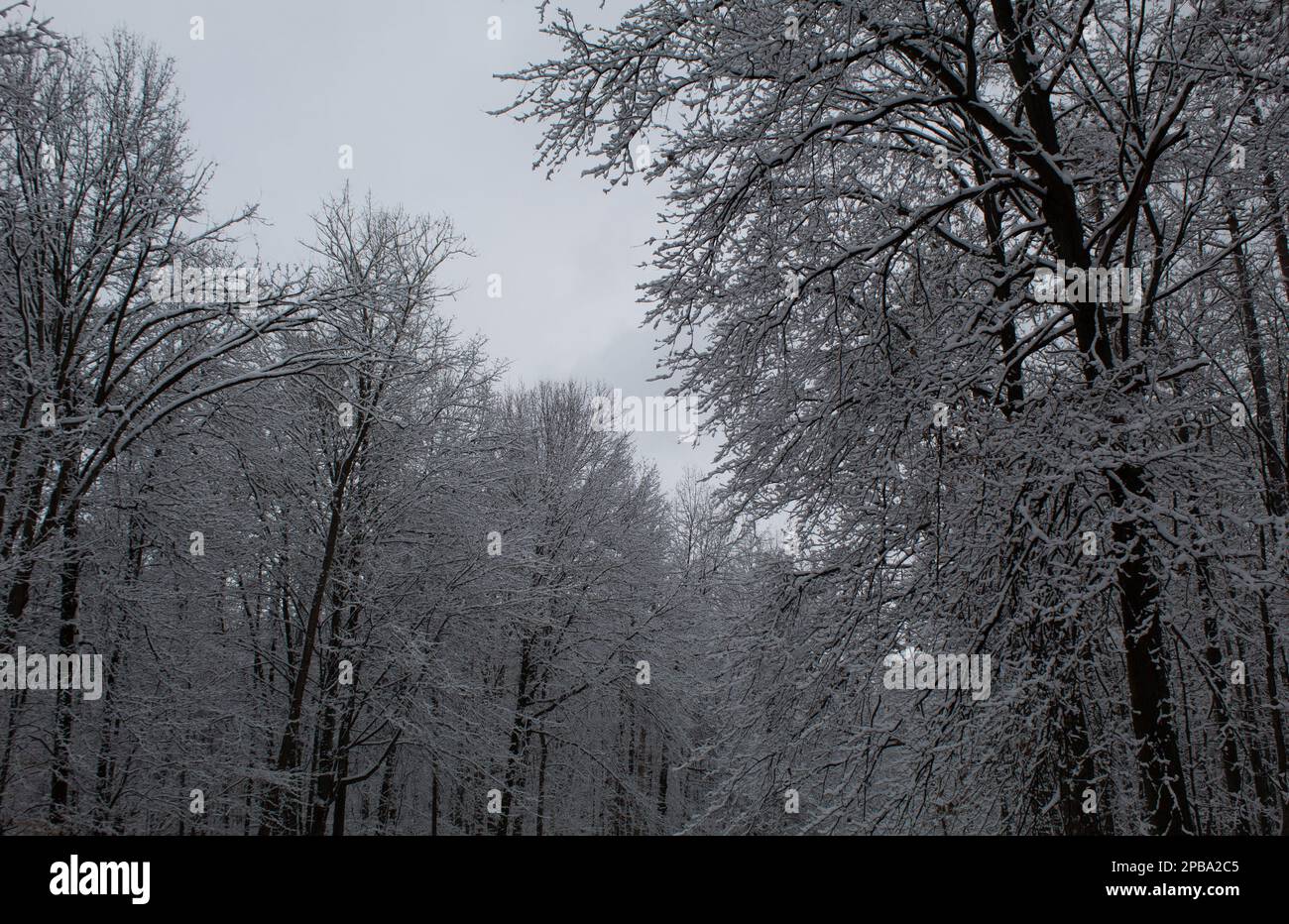 Bäume im Winter in Nordost-Ohio Stockfoto