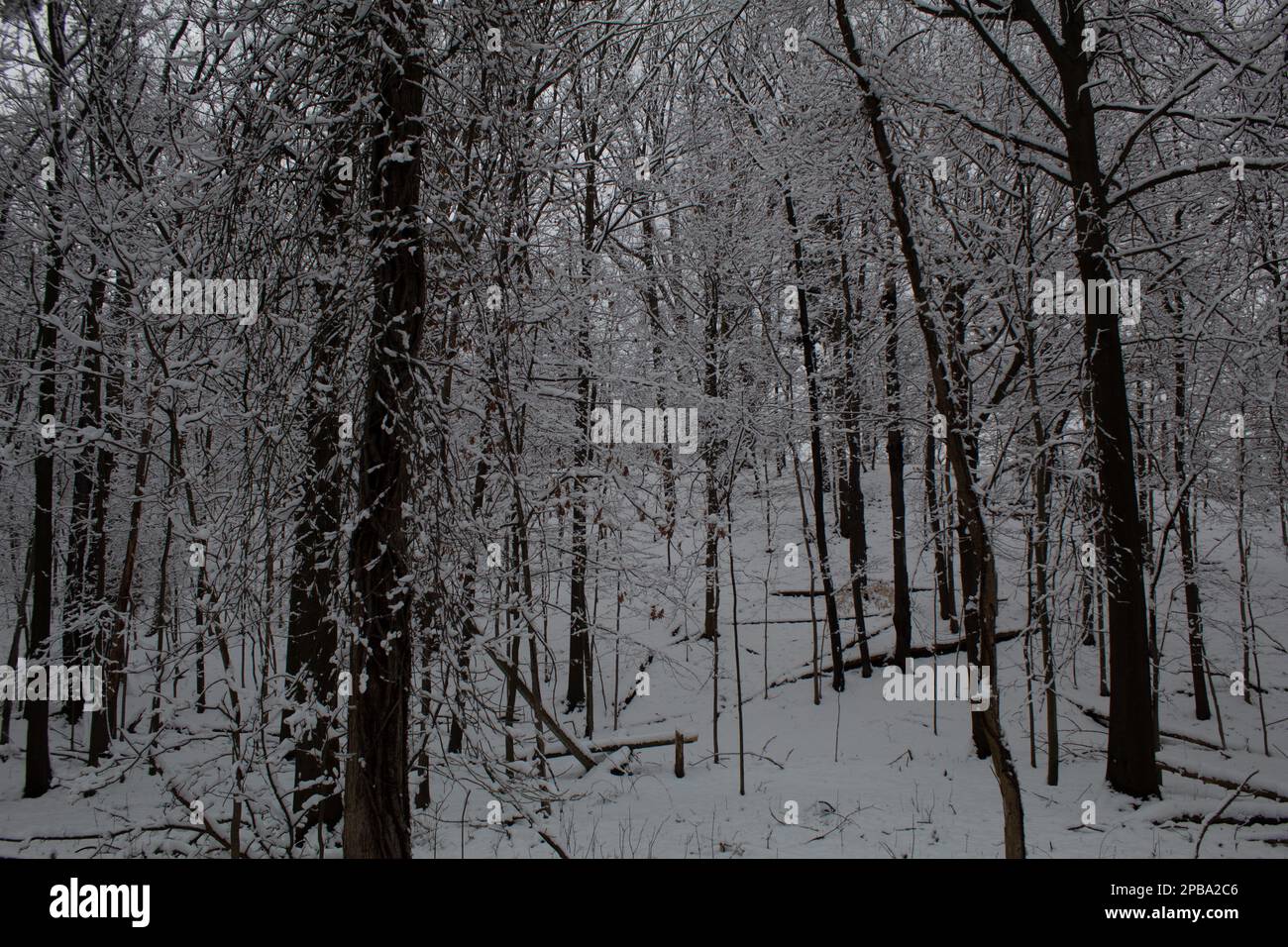 Bäume im Winter in Nordost-Ohio Stockfoto