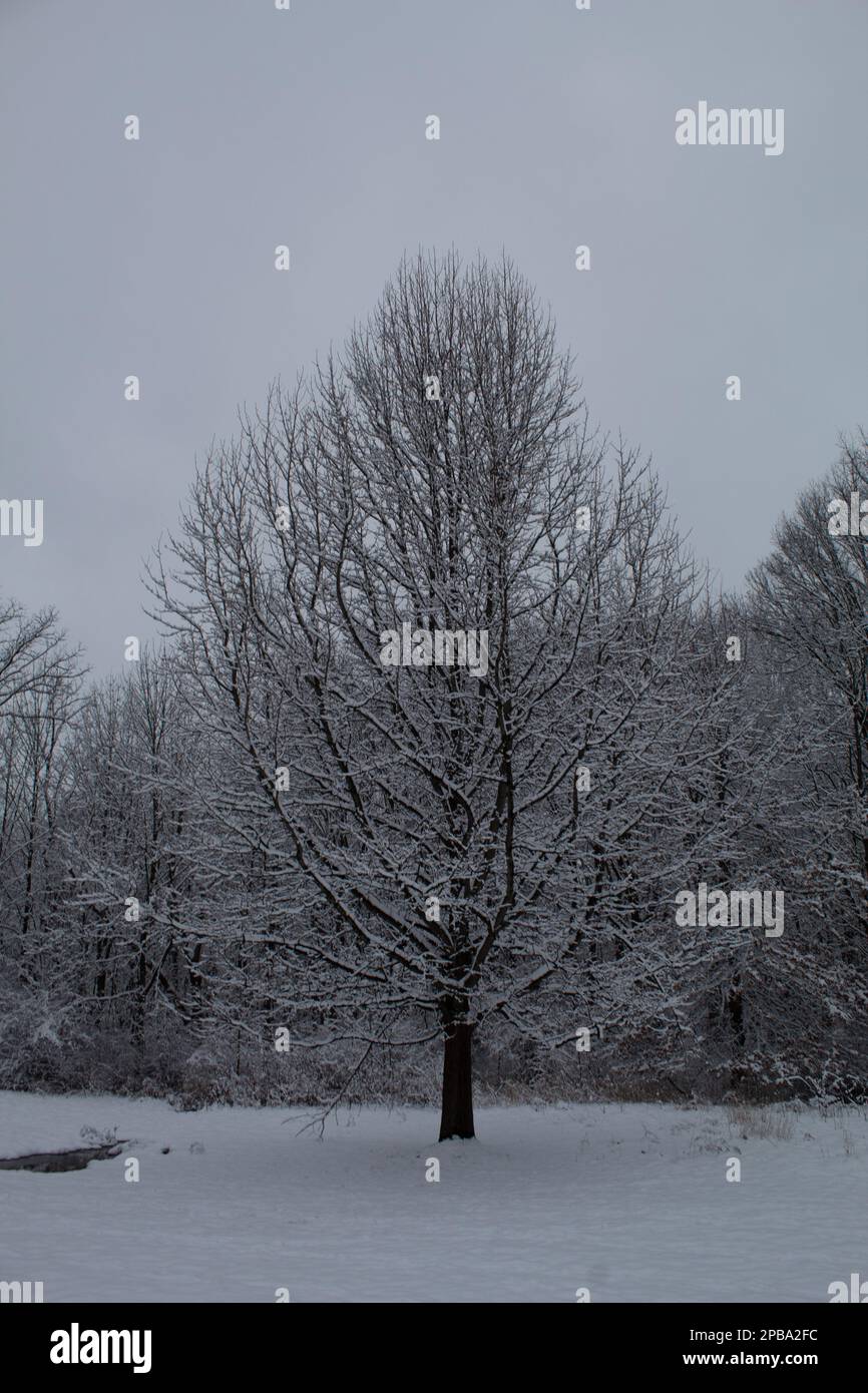 Bäume im Winter in Nordost-Ohio Stockfoto