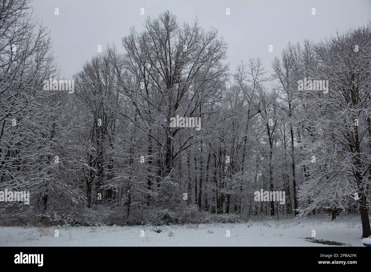 Bäume im Winter in Nordost-Ohio Stockfoto