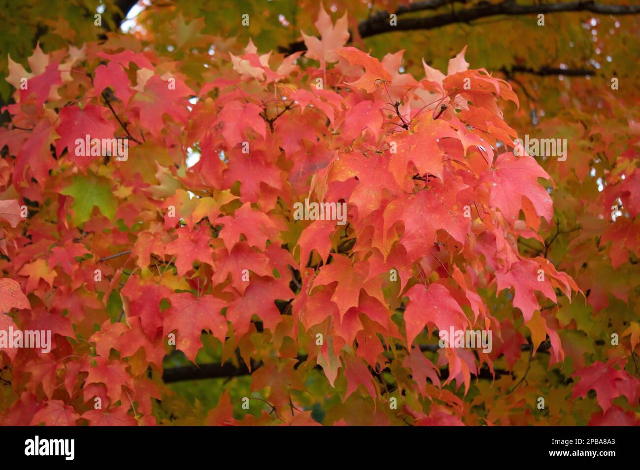 Bäume und Laub im Herbst in Nordost-Ohio Stockfoto