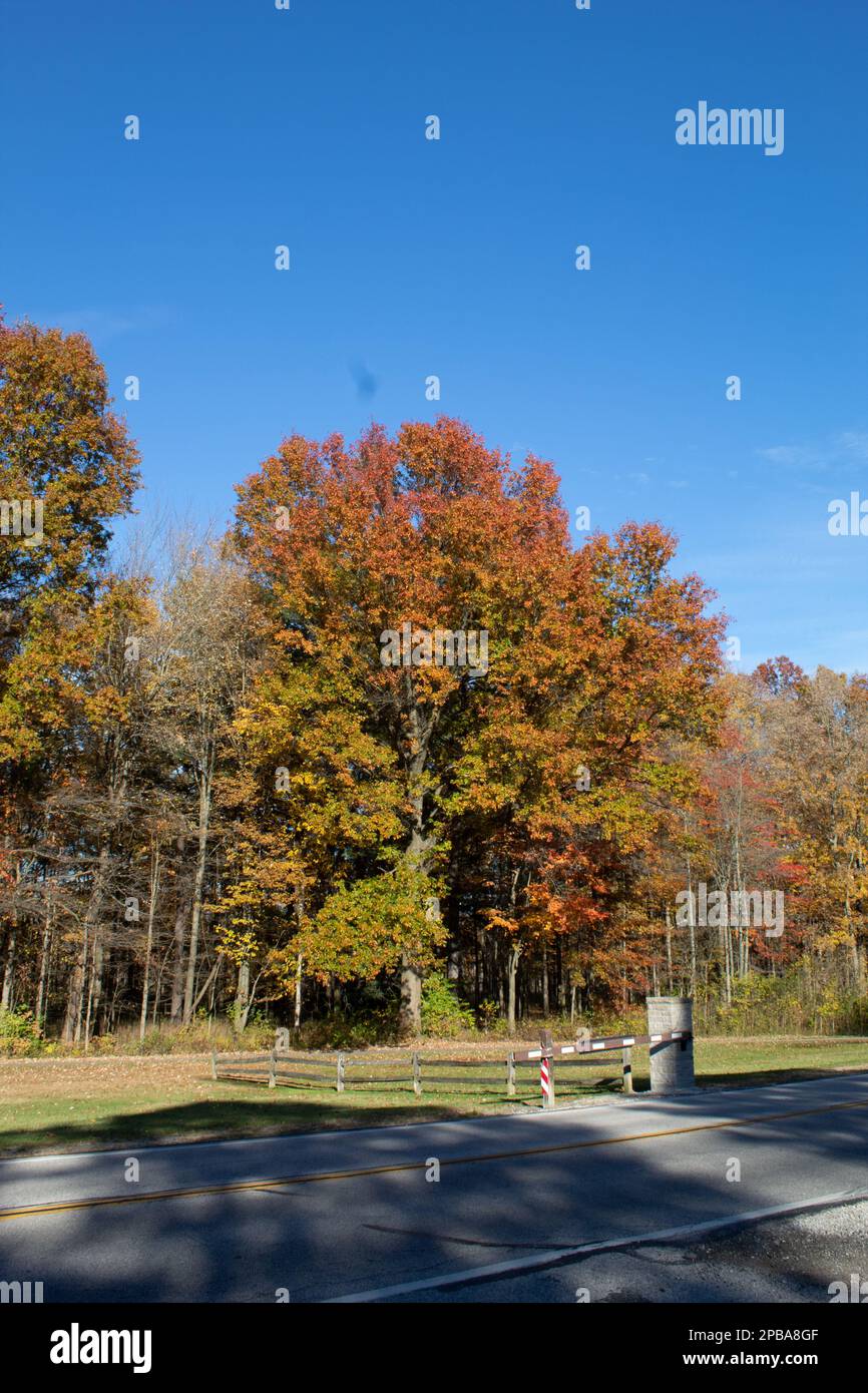 Bäume im Park im Herbst in Ohio Stockfoto