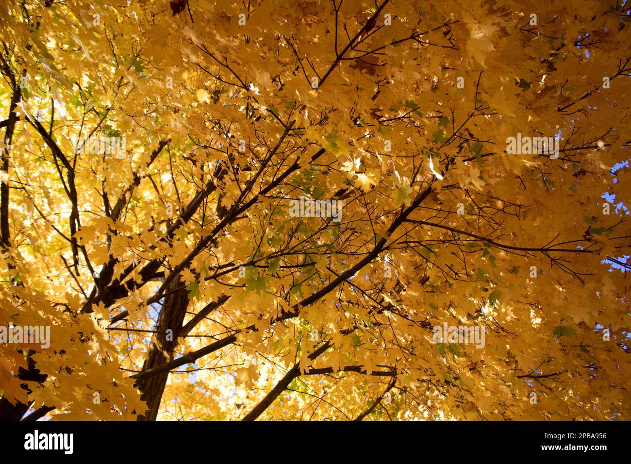 Bäume und Laub im Herbst in Nordost-Ohio Stockfoto