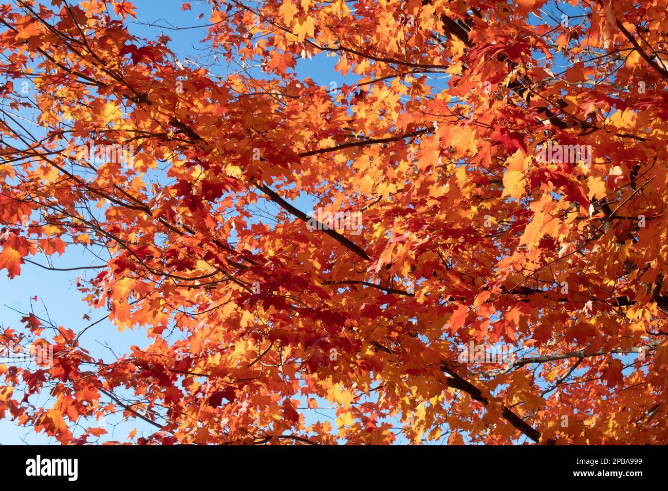Bäume und Laub im Herbst in Nordost-Ohio Stockfoto