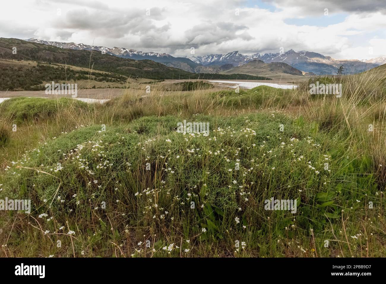 Valle Chacabuco über Estero Portezuelo mit blühendem Chilotrichum sp., Patagonien Stockfoto