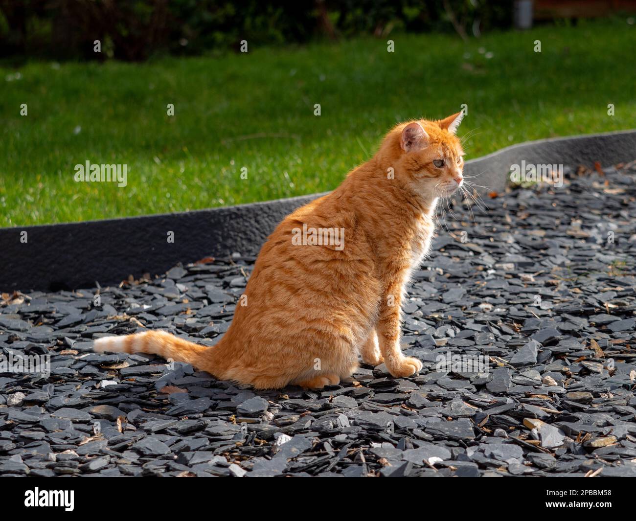 Ingwerkatze, die an einem sonnigen Tag im Garten sitzt Stockfoto