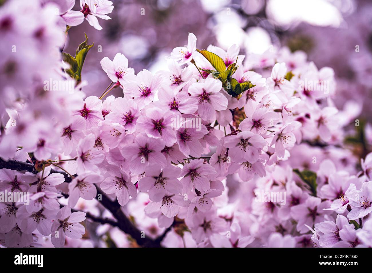 Ein blühendes Wunder: Sakura-Bäume in voller Blüte. Sakura Bäume, auch bekannt als Kirschblütenbäume. Stockfoto
