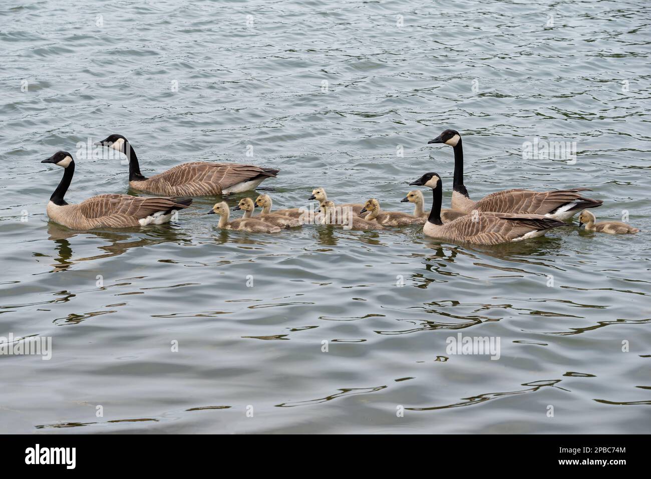 Vier kanadische Gänse mit Schwimmen auf Loch Leven im Cypress Hills Interprovincial Park, SK Stockfoto