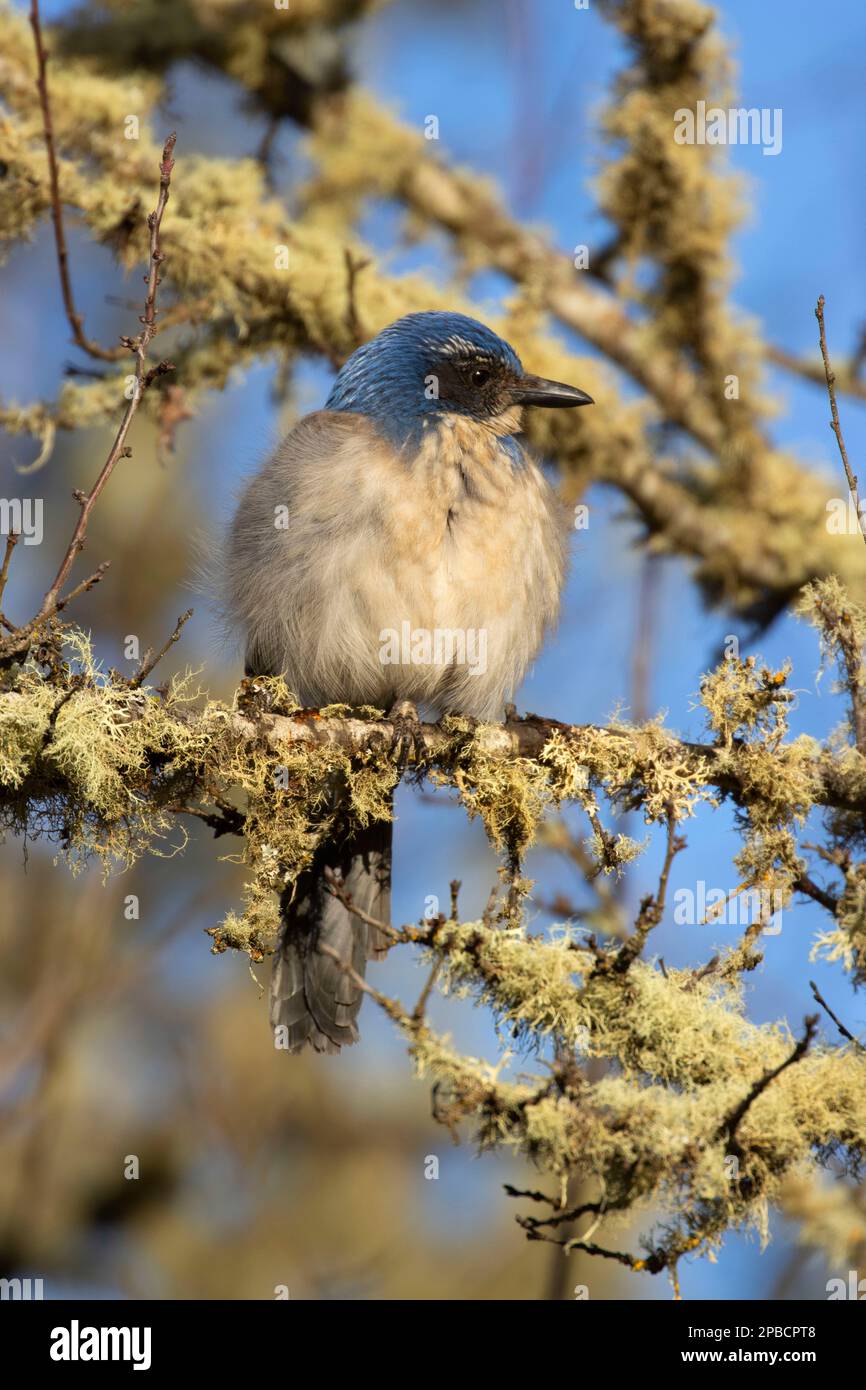 California Scrub-Jay (Aphelocoma californica), William Finley National Wildlife Refuge, Oregon Stockfoto