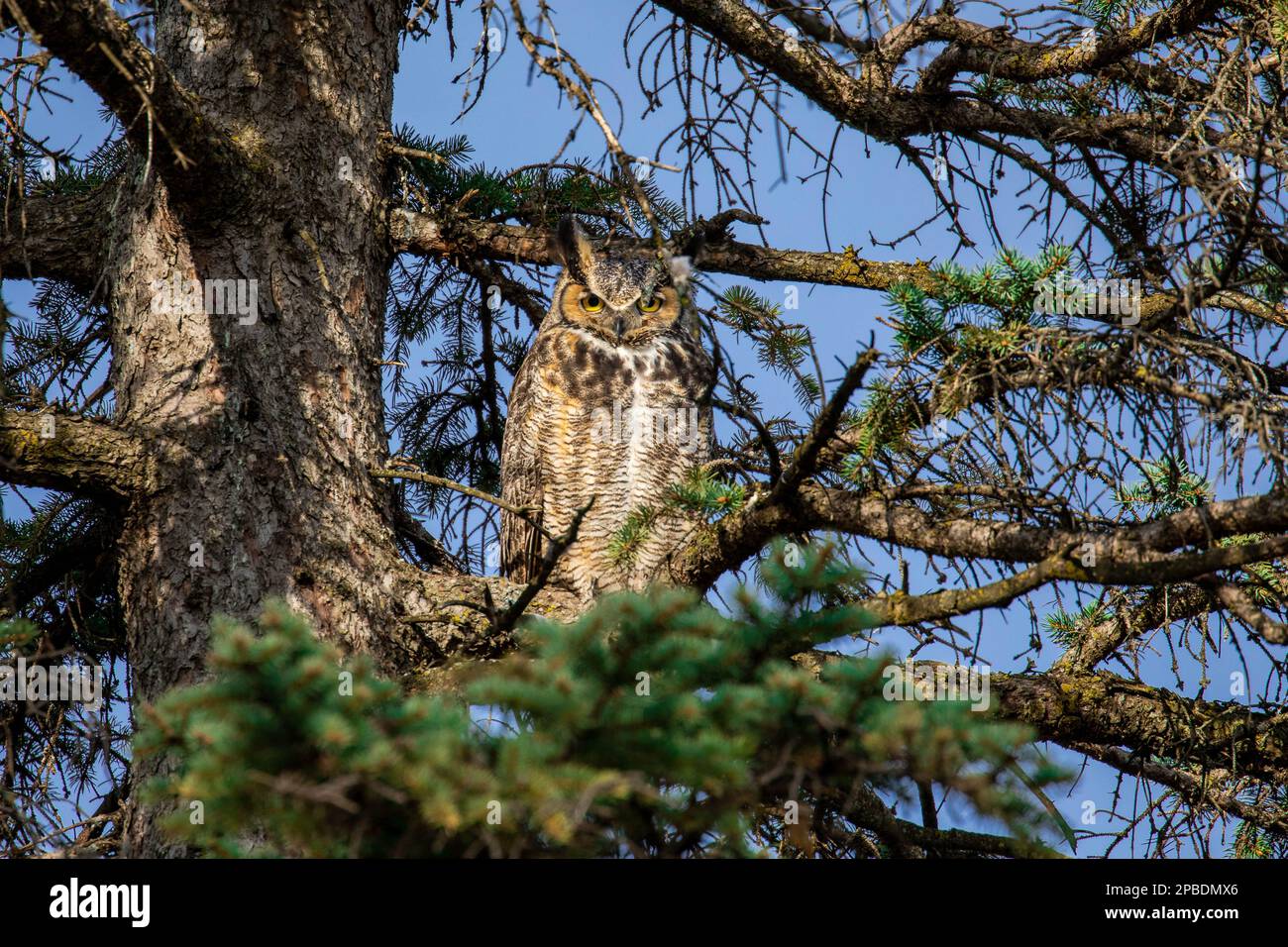 An einem hellen, warmen Frühlingstag beobachtet eine Erwachsene Grosse Horned Owl in einem nahe gelegenen Nest in Minnesota ihre Küken Stockfoto