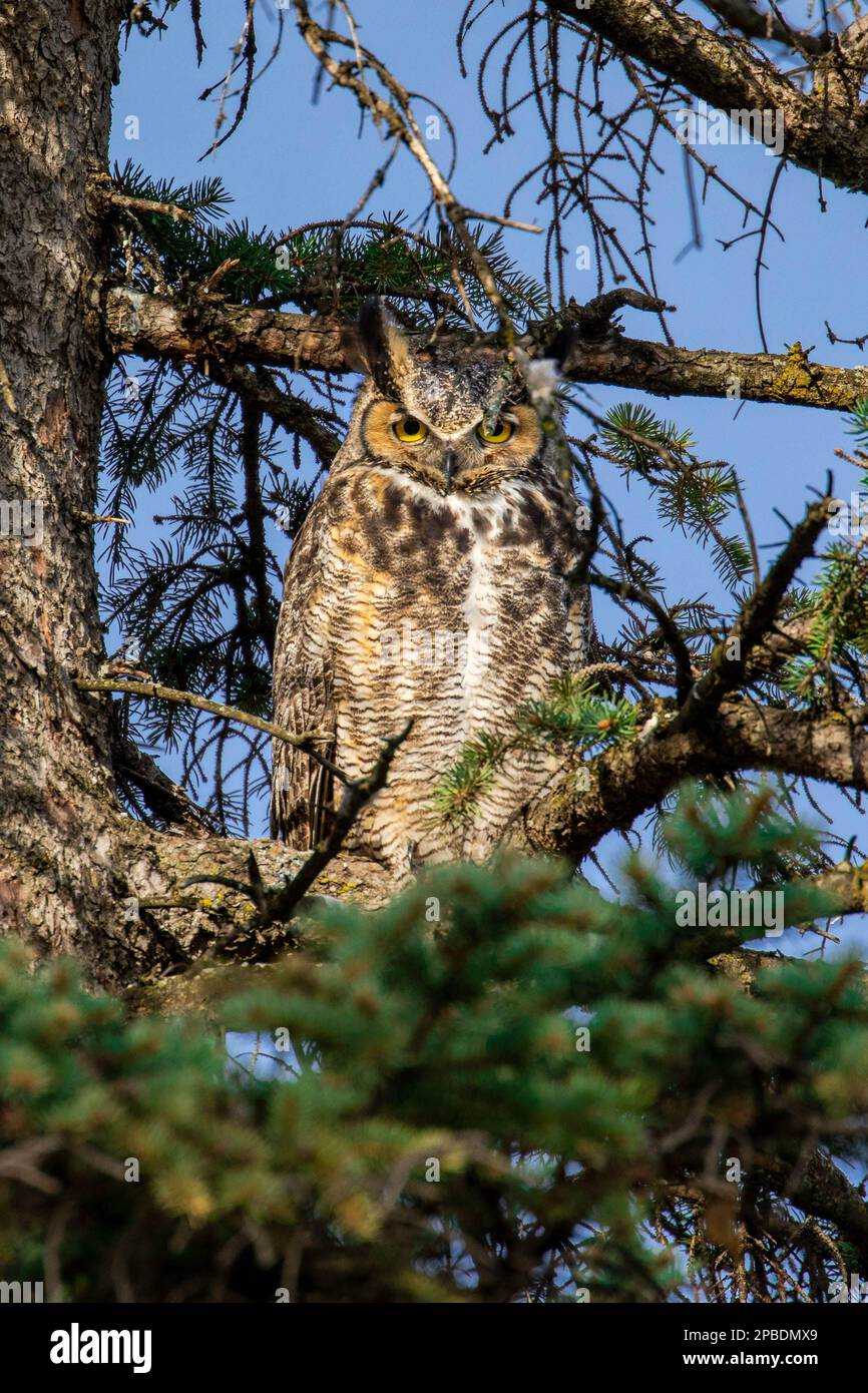 An einem hellen, warmen Frühlingstag beobachtet eine Erwachsene Grosse Horned Owl in einem nahe gelegenen Nest in Minnesota ihre Küken Stockfoto