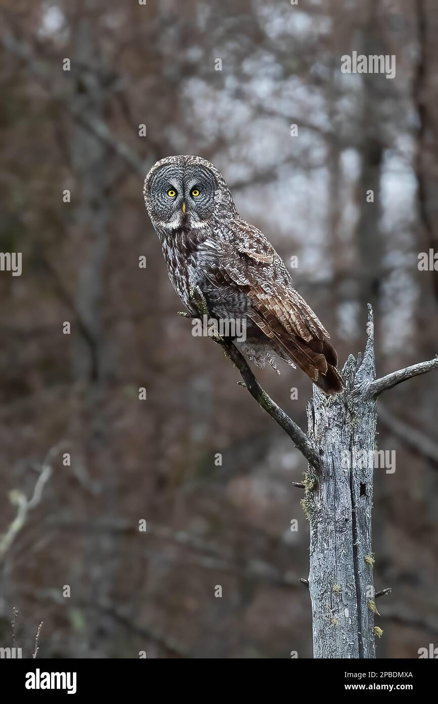 Eine wunderschöne Great Gray Owl wartet im Sax Zim Bog im Norden Minnesotas auf ihre nächste Mahlzeit, wo Borealwälder die Landschaft mit Schönheit und Vögeln prägen Stockfoto