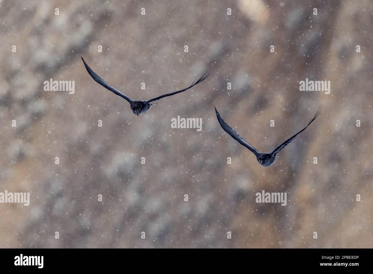 Raben fliegen anmutig in einem Schneesturm im späten Frühling im Yellowstone-Nationalpark Stockfoto