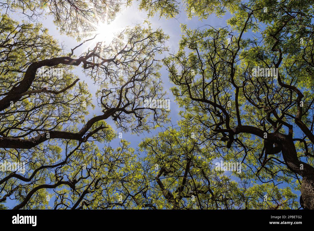 Argentinische Baumkronen im Park Reserva Ecologica de Buenos Aires Stockfoto
