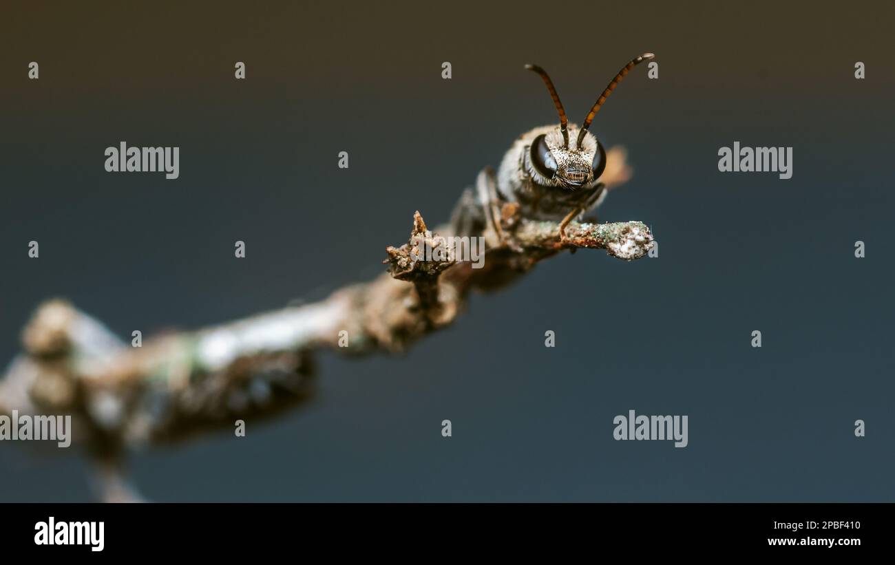 Nahaufnahme der weiblichen Schweißbiene hoch oben auf dem Ast und im Naturhintergrund, Makrofoto, selektiver Fokus. Stockfoto