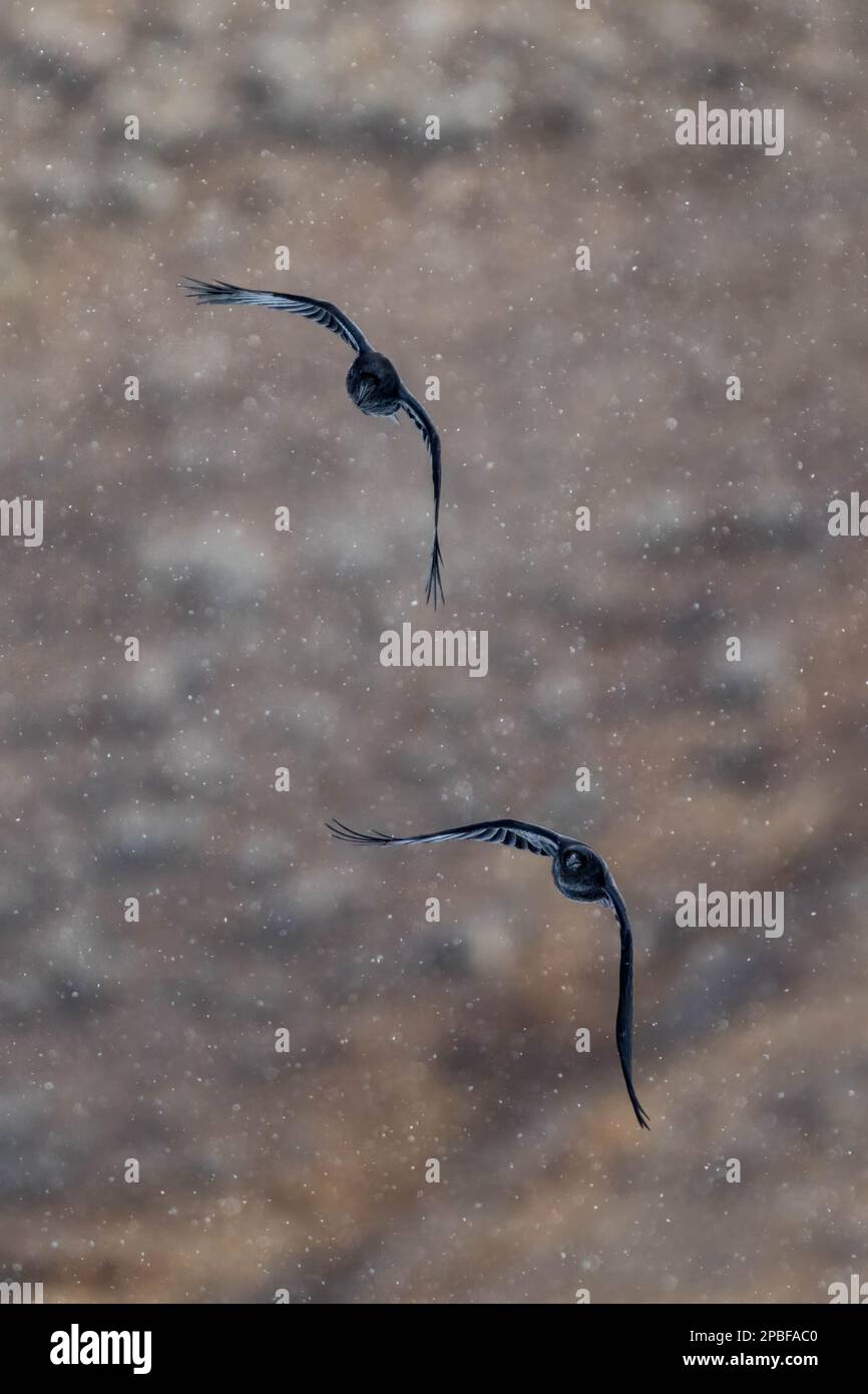 Raben fliegen anmutig in einem Schneesturm im späten Frühling im Yellowstone-Nationalpark Stockfoto