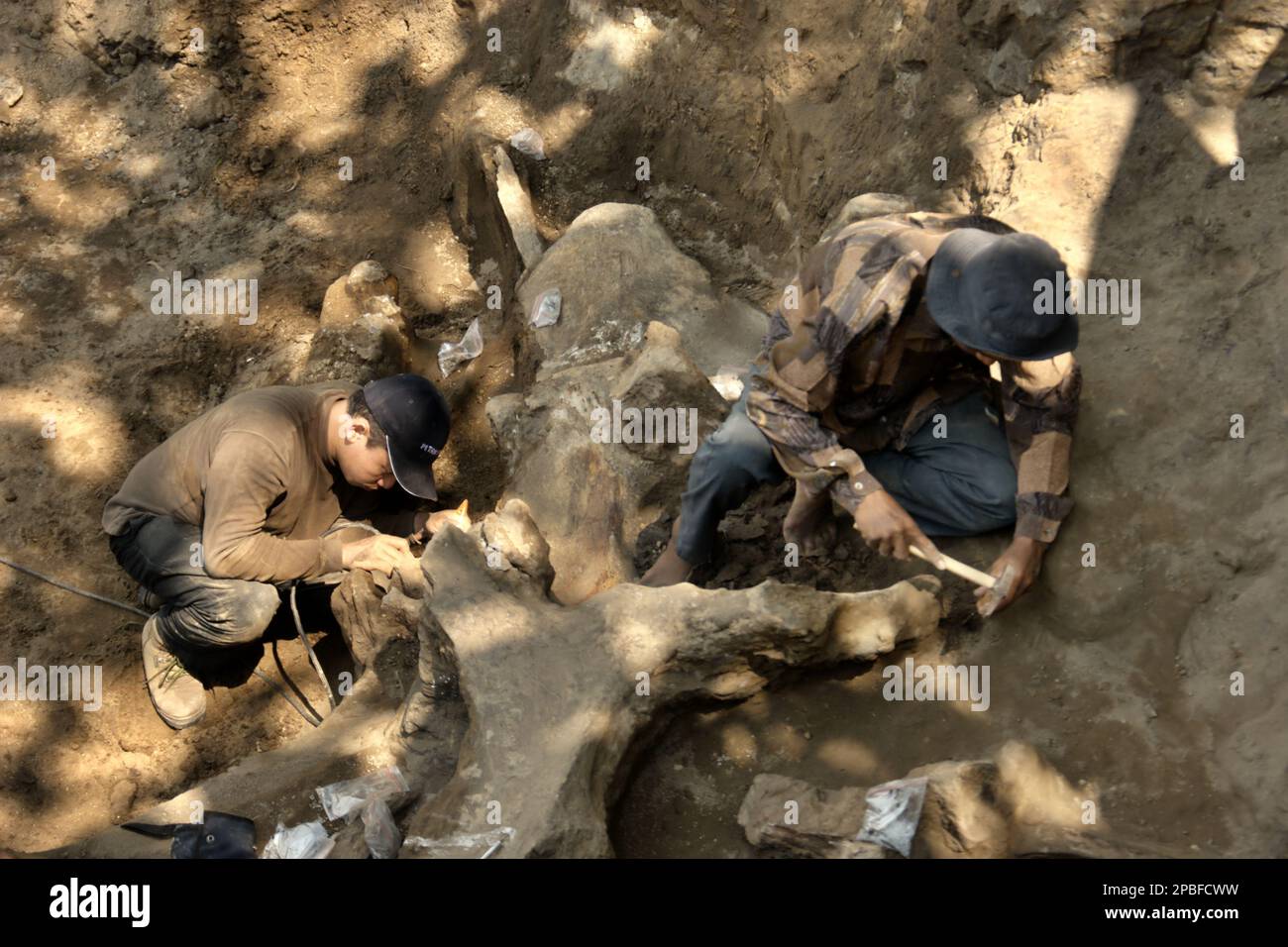 Ein Paläontologe und ein Dorfbewohner arbeiten an der Ausgrabung versteinerter Knochen einer ausgestorbenen Elefantenart, die wissenschaftlich als Elephas hysudrindicus identifiziert wurde, oder allgemein als "Blora Elefant" bezeichnet wird, in Sunggun, Mendalem, Kradenan, Blora, Zentraljava, Indonesien. Das Team von Wissenschaftlern von Vertebrate Research (Geologische Agentur, indonesisches Ministerium für Energie und mineralische Ressourcen) unter der Leitung der Paläontologen Iwan Kurniawan und Fachroel Aziz entdeckte die Knochen der Spezies fast vollständig (zu etwa 90 Prozent vollständig), was es ihnen später ermöglichen würde, eine wissenschaftliche Rekonstruktion zu bauen, die... Stockfoto