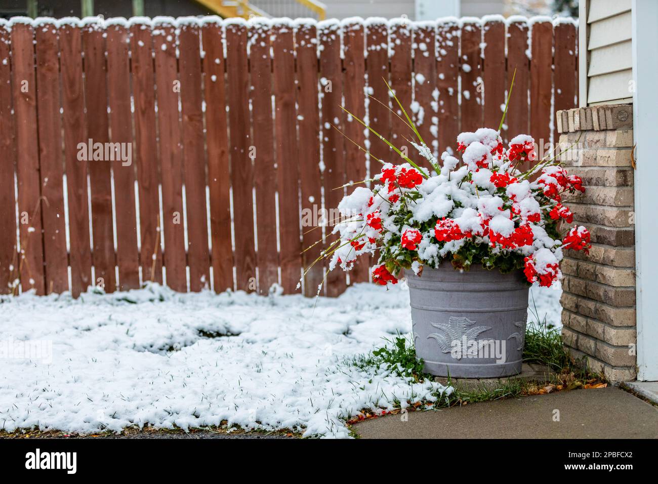Eine blühende rote Geranium ist von einem frühen Schneefall bedeckt Stockfoto