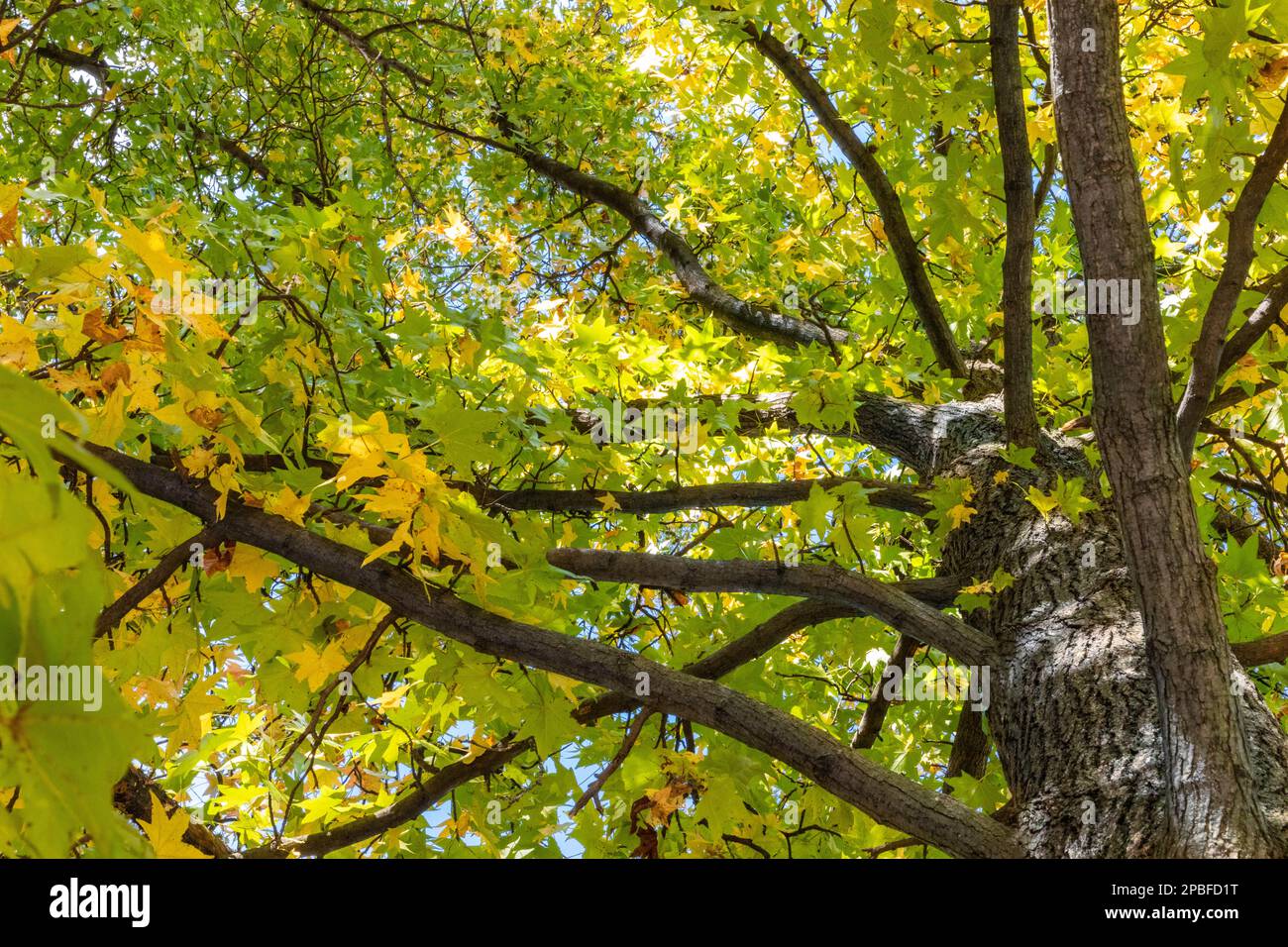 Blick auf das Baumdach in einem Park Stockfoto