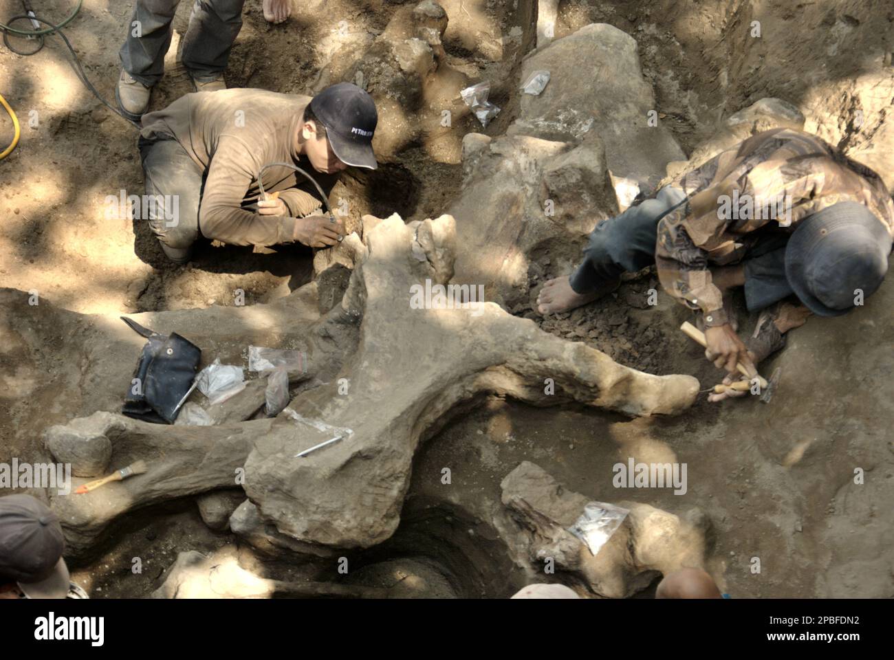 Paläontologen und Dorfbewohner arbeiten an der Ausgrabung versteinerter Knochen einer ausgestorbenen Elefantenart, die wissenschaftlich als Elephas hysudrindicus, oder allgemein als "Blora Elefant" bezeichnet wird, in Sunggun, Mendalem, Kradenan, Blora, Zentraljava, Indonesien. Das Team von Wissenschaftlern von Vertebrate Research (Geologische Agentur, indonesisches Ministerium für Energie und mineralische Ressourcen) unter der Leitung der Paläontologen Iwan Kurniawan und Fachroel Aziz entdeckte die Knochen der Spezies fast vollständig (zu etwa 90 Prozent vollständig), was es ihnen später ermöglichen würde, eine wissenschaftliche Rekonstruktion zu bauen, die... Stockfoto