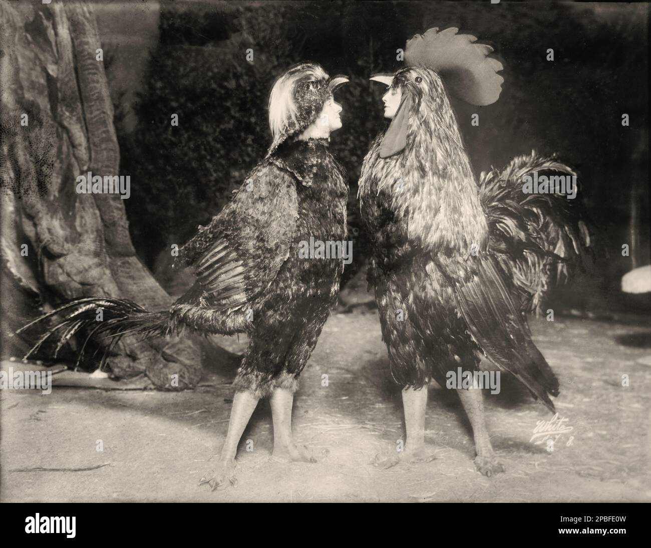 1911 , New York , USA : die amerikanische Theaterdarstellerin MAUDE ADAMS ( 1972 - 1953 ) mit May Blayney ( links auf diesem Foto ) in CHANTECLER von Edmond Rostand , produziert von Charles Frohman . Foto von White, New York. Während der Titel „Beste Schauspielerin ihres Tages“ fast unbestreitbar Ethel Barrymore gehört, war Maude Adams zweifellos ihre beliebteste und erfolgreichste. Für ihre unzähligen liebenden Fans war sie am besten als einfach „Maudie“ bekannt. Sein berühmtester Name für ihre Rolle ist Peter Pan von J. M. Barrie - attrice - TEATRO - THEATER - DIVA - DIVINA - BROADWAY - BELLE EPOQUE - gallo - p Stockfoto