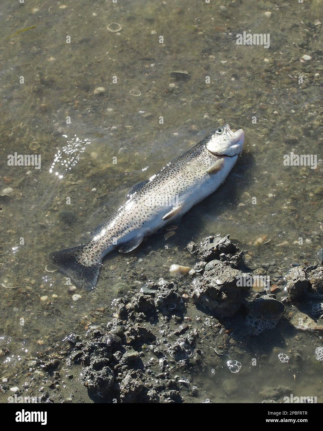 Fisch gefangen in Lake Del Valle, Livermore, Kalifornien Stockfoto
