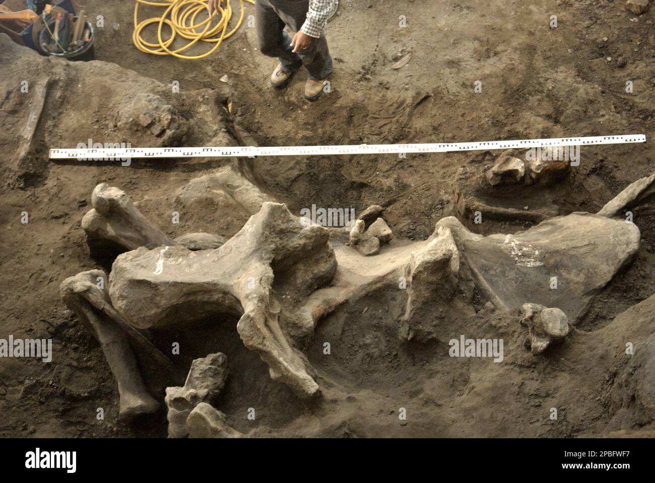 Der Paläontologe Iwan Kurniawan arbeitet an der Ausgrabungsstelle für versteinerte Knochen einer ausgestorbenen Elefantenart, die wissenschaftlich als Elephas hysudrindicus, oder allgemein als "Blora Elefant" bezeichnet wird, in Sunggun, Mendalem, Kradenan, Blora, Zentraljava, Indonesien. Das Team von Wissenschaftlern von Vertebrate Research (Geologische Agentur, indonesisches Ministerium für Energie und mineralische Ressourcen) unter der Leitung von Kurniawan selbst mit Fachroel Aziz entdeckte die Knochen der Spezies fast vollständig (etwa 90 Prozent vollständig), was es ihnen später ermöglichen würde, eine wissenschaftliche Rekonstruktion zu bauen, die in... Stockfoto