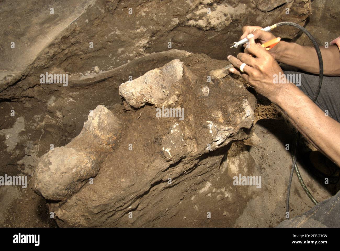 Paläontologe Iwan Kurniawan arbeitet an der Ausgrabung versteinerter Knochen einer ausgestorbenen Elefantenart, die wissenschaftlich als Elephas hysudrindicus, oder allgemein als Blora Elefant bezeichnet, identifiziert wurde, in Sunggun, Mendalem, Kradenan, Blora, Zentraljava, Indonesien. Das Team von Wissenschaftlern von Vertebrate Research (Geologische Agentur, indonesisches Ministerium für Energie und mineralische Ressourcen) unter der Leitung von Kurniawan selbst mit Fachroel Aziz entdeckte die Knochen der Spezies fast vollständig (etwa 90 Prozent vollständig), was es ihnen später ermöglichen würde, eine wissenschaftliche Rekonstruktion zu bauen, die in... Stockfoto
