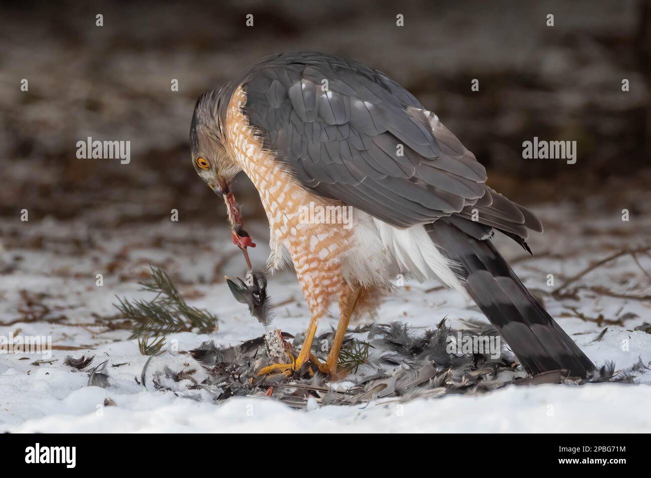 Coopers Hawk zerfetzt einen Robin, den er an einem Krabbenbaum gefangen hat Stockfoto