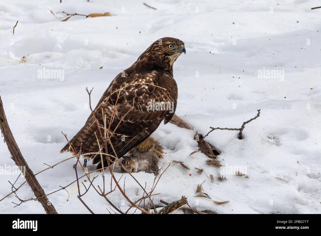 Ein junger Rotschwanzfalke sucht sich ein ahnungsloses Eichhörnchen in den nördlichen Winterwäldern von Minnesota aus Stockfoto