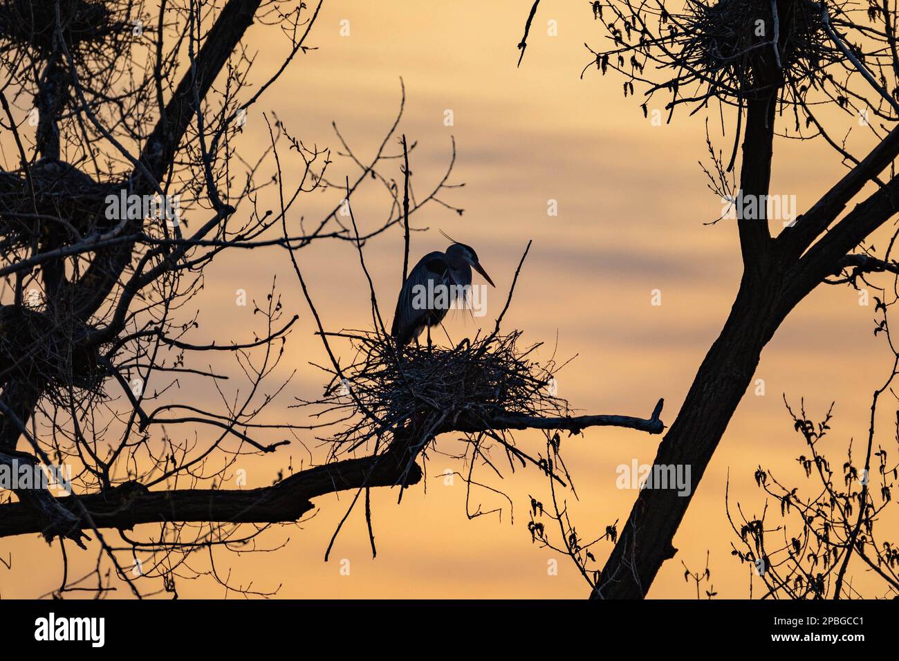 Great Blue Heron Rookery bei Sonnenuntergang Stockfoto