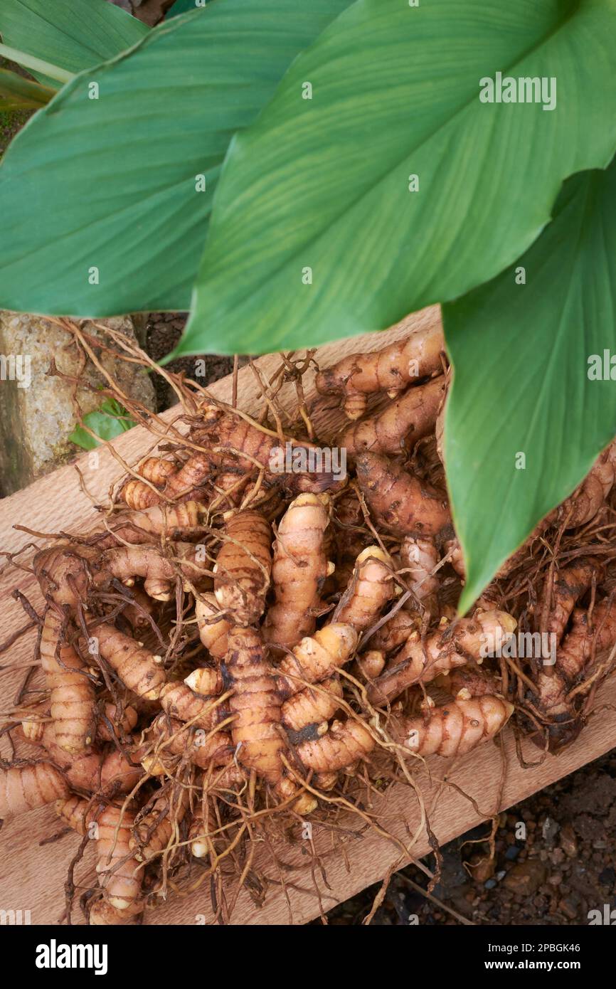 Frisch geerntete Kurkuma-Rhizome oder Wurzeln mit ihren Pflanzenblättern, Kurkuma-Longa, häufig verwendetes Gewürz zum Kochen und in der Medizin, wurzelähnliche Struktur Stockfoto