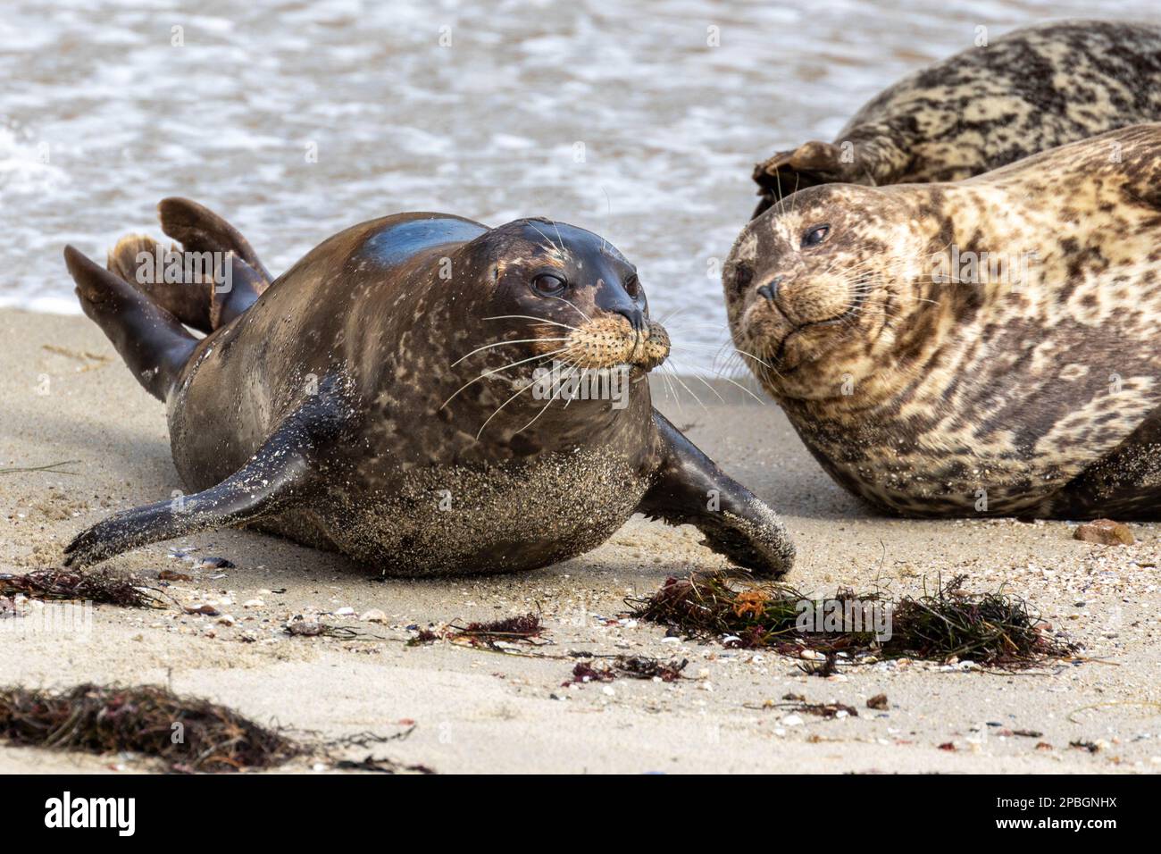 Seehunde am Strand in Kalifornien Stockfoto
