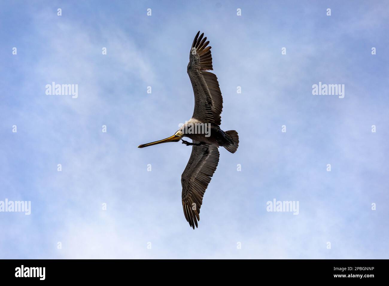 Ein wunderschöner kalifornischer brauner Pelikan juckt sich selbst, wenn er in der frühen Tageslichtsonne über das offene Meer steigt, mit einer großen Spannweite, um seine Schönheit in fl zu beweisen Stockfoto