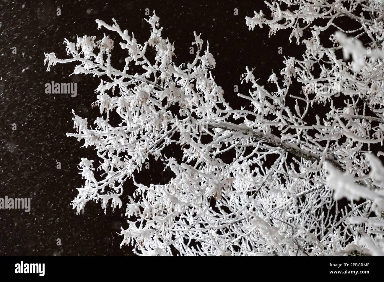 Schnee bedeckt einen Baum in der kalten Nacht von Alaska, während er sanft vom Himmel in Anchorage fällt und sich ansammelt Stockfoto