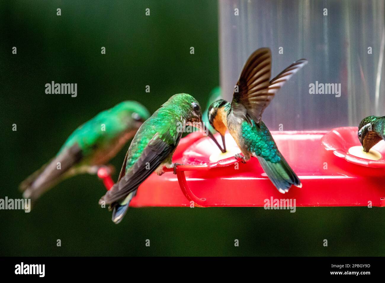 Ein grüner Kolibri links und ein weißer Klotz am Berg rechts teilen sich eine Fütterungsstation am Monte Verde Biological Reserve Cl Stockfoto