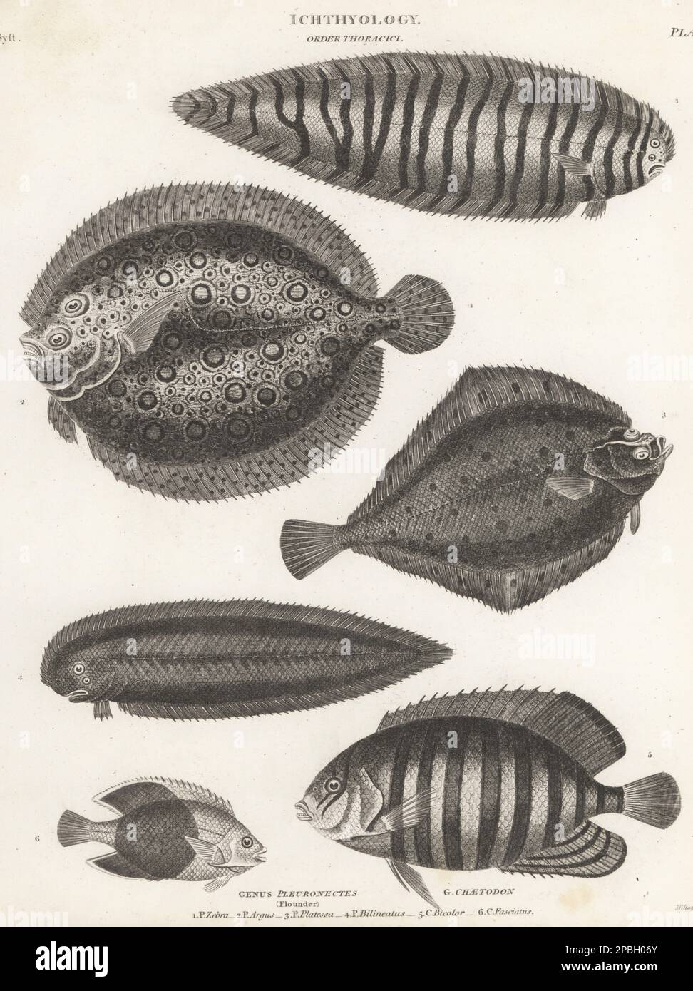 Seezunge, Zebrias zebra 1, Plattfisch, Bothus lunatus 2, Europäische Scholle, Pleuronectes platessa 3, Zungenfisch, Paraplagusia bilineata 4, Bicolor-Engelfisch, Centropyge bicolor 5, Und diagonaler Butterflyfisch, Chaetodon fasciatus 6. Kupferplatten-Gravur von Thomas Milton aus Abraham Rees' Cyclopedia oder Universal Dictionary of Arts, Sciences and Literature, Longman, Hurst, Rees, Orme und Brown, Paternoster Row, London, 1814. Stockfoto