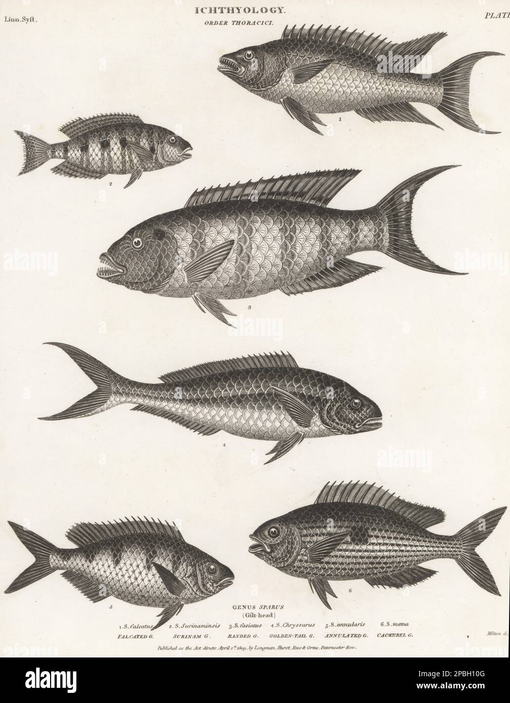Spanischer Hogfish, Bodianus rufus 1, Ohrkissen mit roten Streifen, Geophagus surinamensis 2, Rotbrassen, Cheilinus fasciatus 3, Gelbschwanzschnapper, Ocyurus chrysurus 4, Ringbrasse, Diplodus annularis 5, Und gebrochenes Pickarel, Spicara Maena 6. Kupferplatten-Gravur von Thomas Milton aus Abraham Rees' Cyclopedia oder Universal Dictionary of Arts, Sciences and Literature, Longman, Hurst, Rees, Orme, Paternoster Row, London, 1. April 1809. Stockfoto