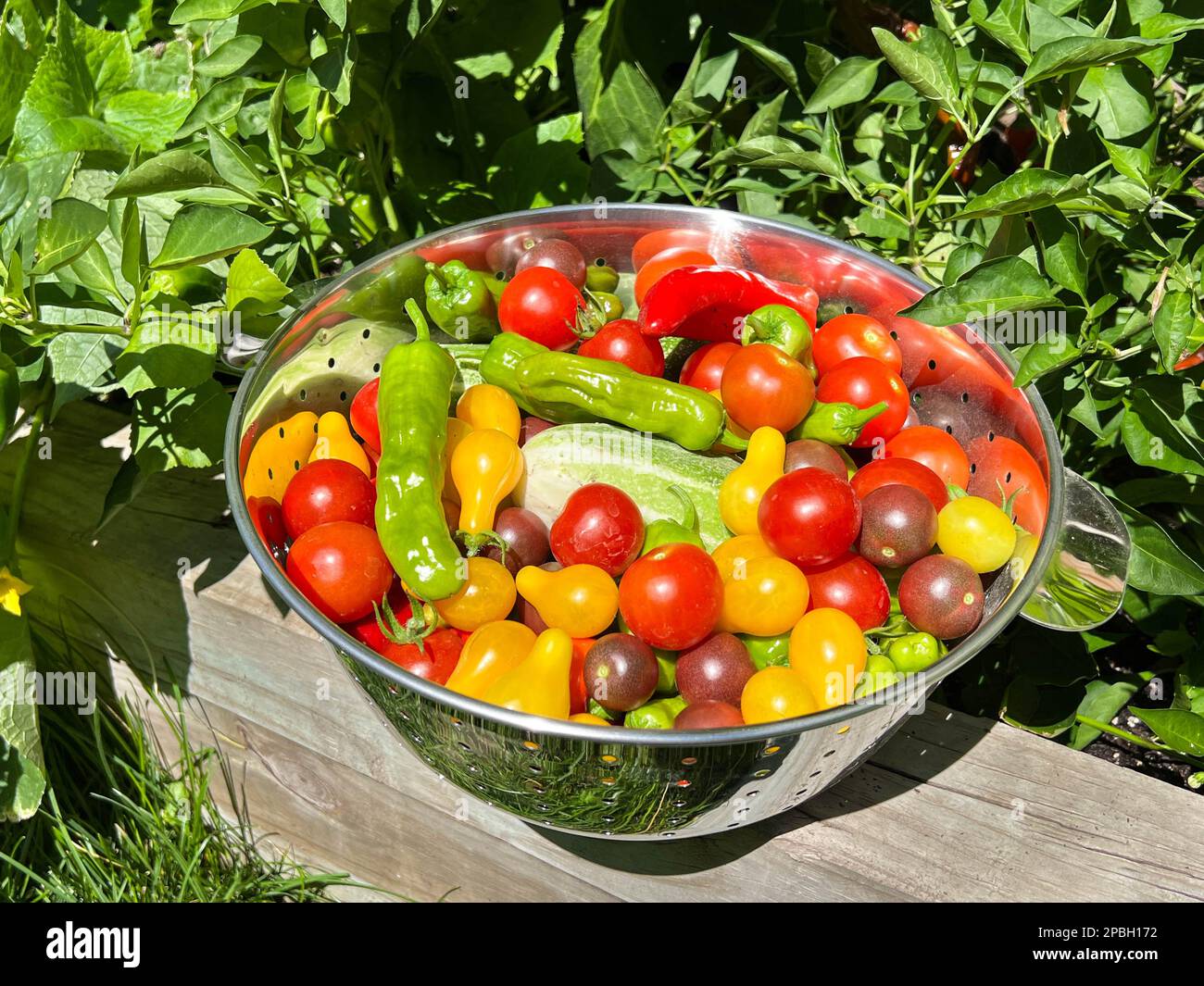 Sommergarten Ernte von gesundem Gemüse Stockfoto