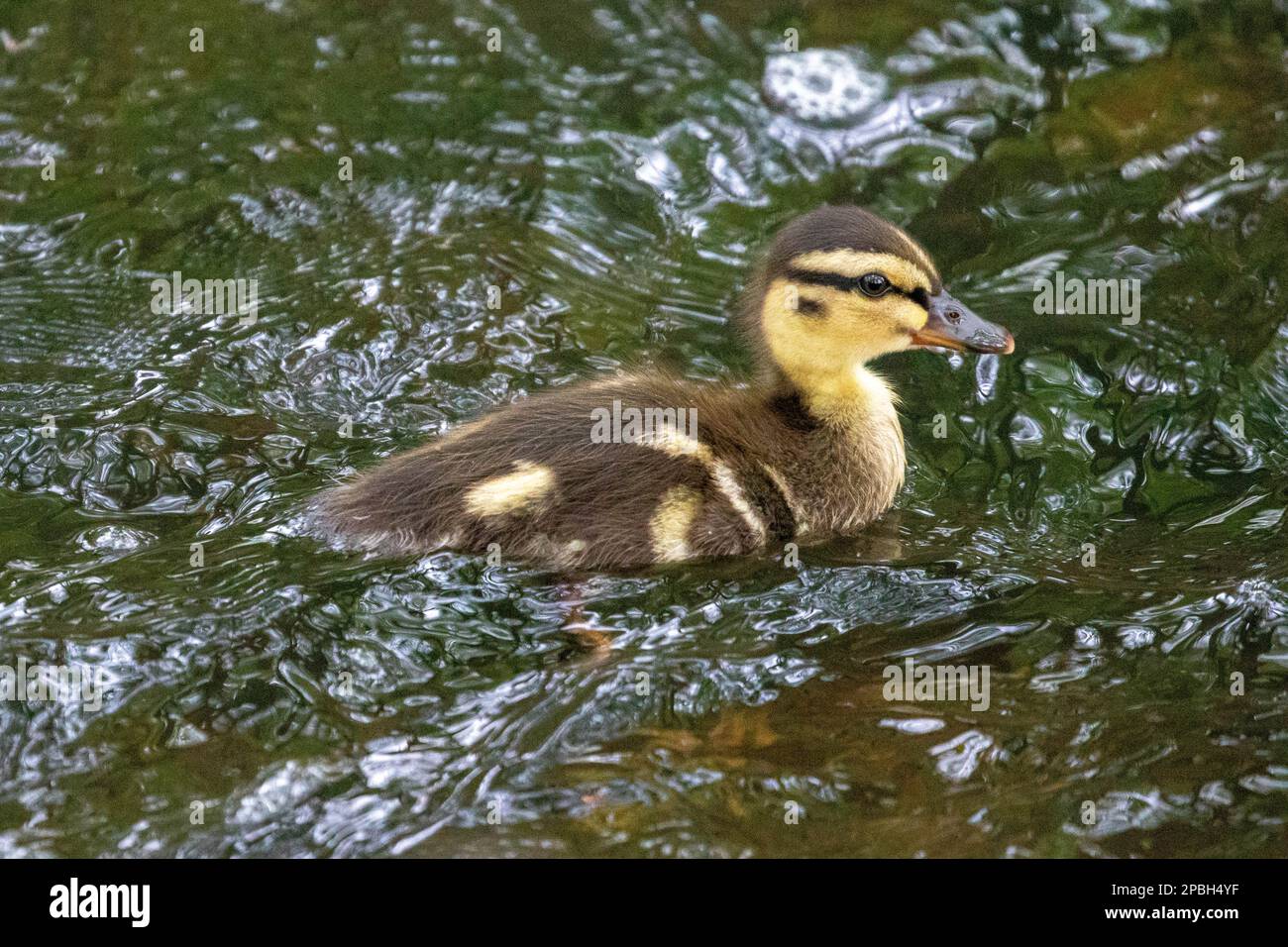 Ein süßes Entlein zieht sich im Frühling den Springbrook Creek hinauf Stockfoto