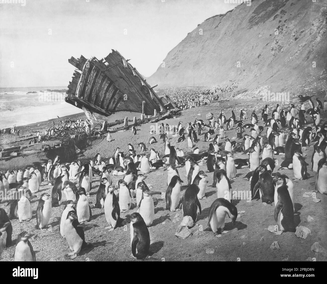 Adelie-Pinguine versammeln sich am Wrack des Schoners Dankbarkeit, der 1898 auf Macquarie Island auf Grund ging. Stockfoto